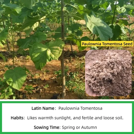 Paulownia Tree Seeds industry insight