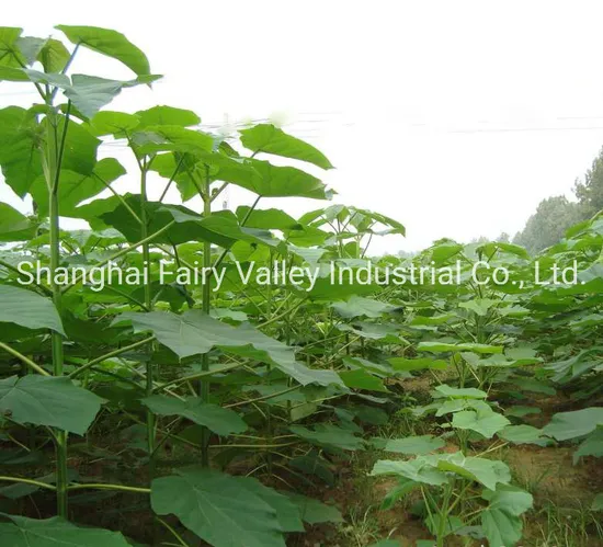 Paulownia Tree Seeds industry insight