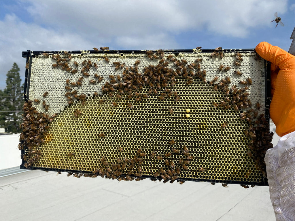 Pierco Beekeeping Equipment