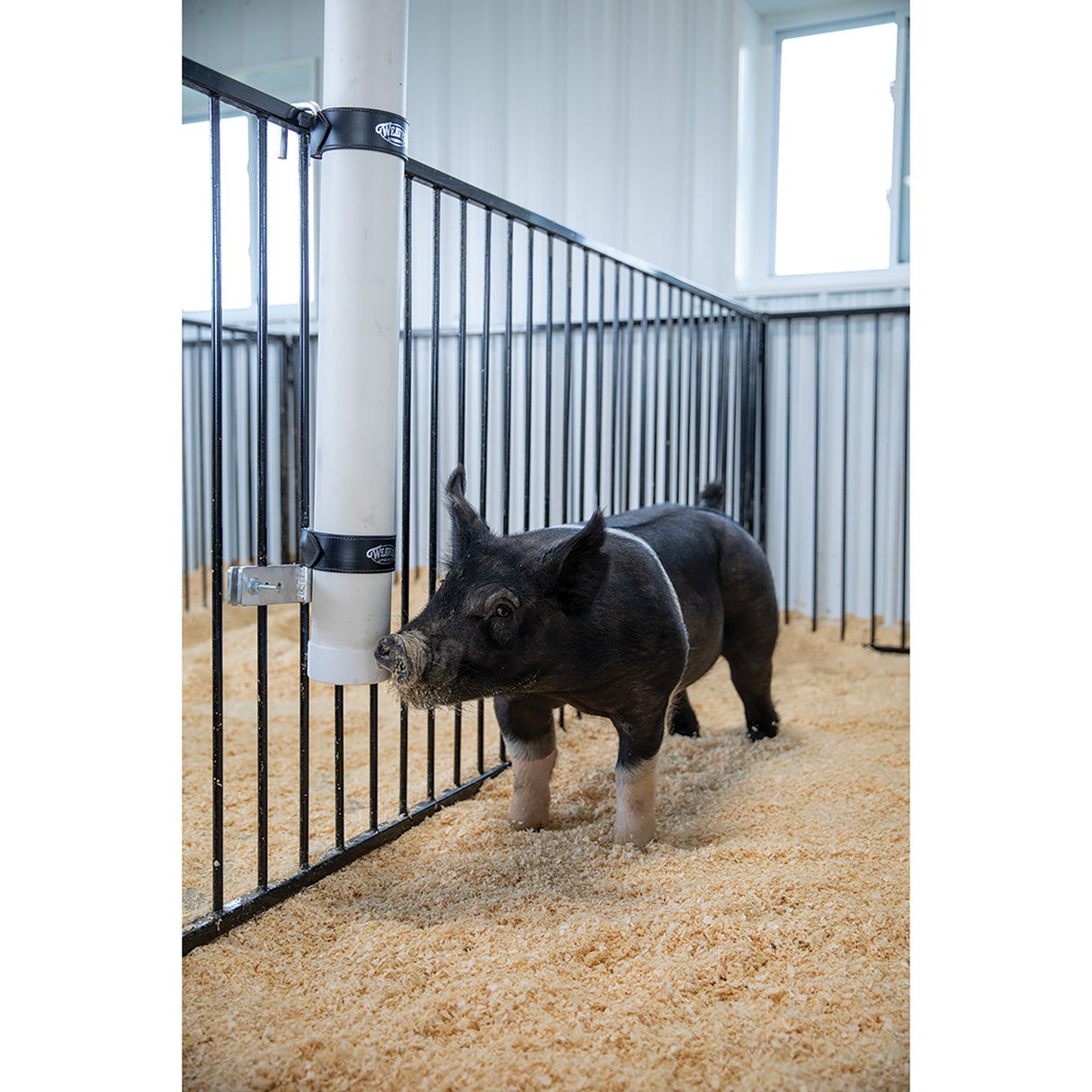 Pig waterer