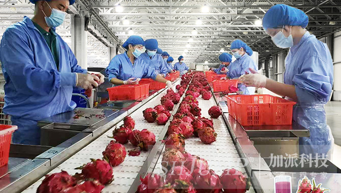 Pitaya Fruit Powder industry insight