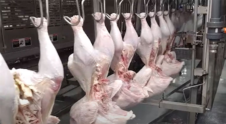 Poultry Processing Equipment industry insight