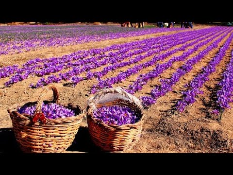 Pure Saffron industry insight