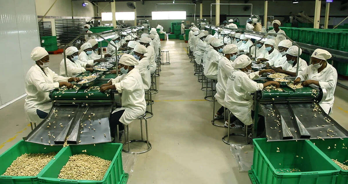 Raw Cashew Nut industry insight