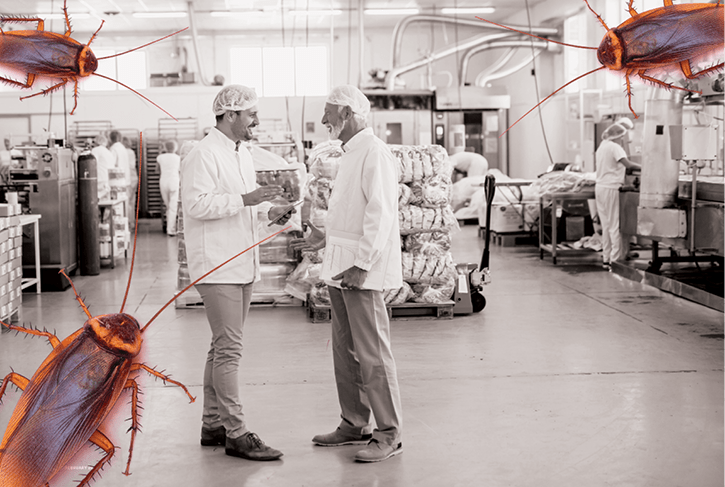 Roaches Paper industry insight