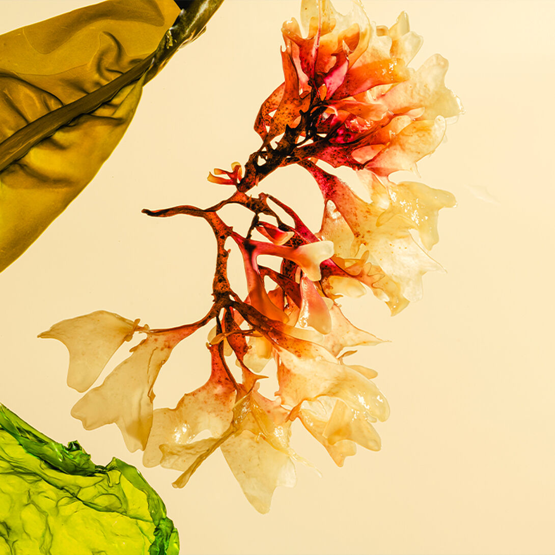 Seaweed fabric: A guide to Kelsun™️