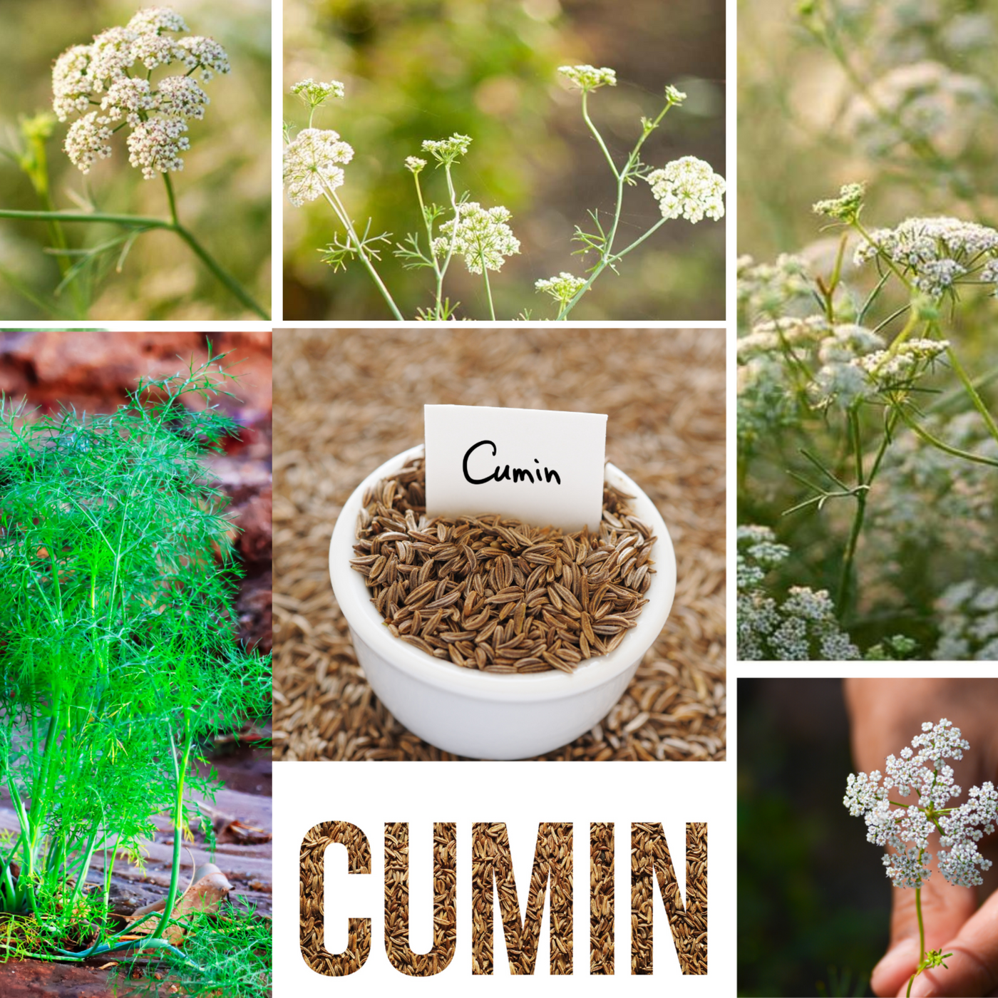 Seeds & Aromatics