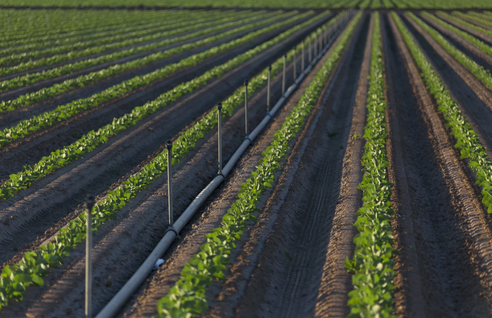 Solid Set Irrigation Solutions From Nelson Irrigation