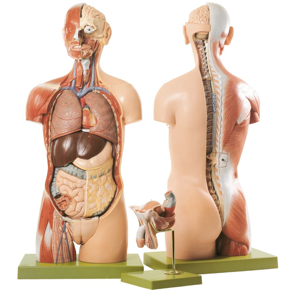 Somso® Human Torso Model with Head and Open Back