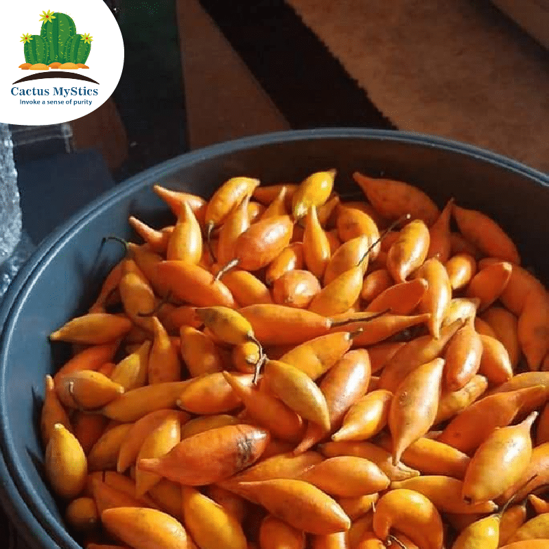 Tabernanthe Iboga Fresh Seeds