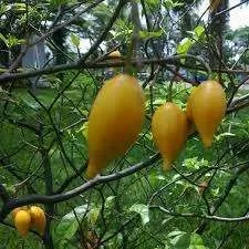 Tabernanthe Iboga Seeds