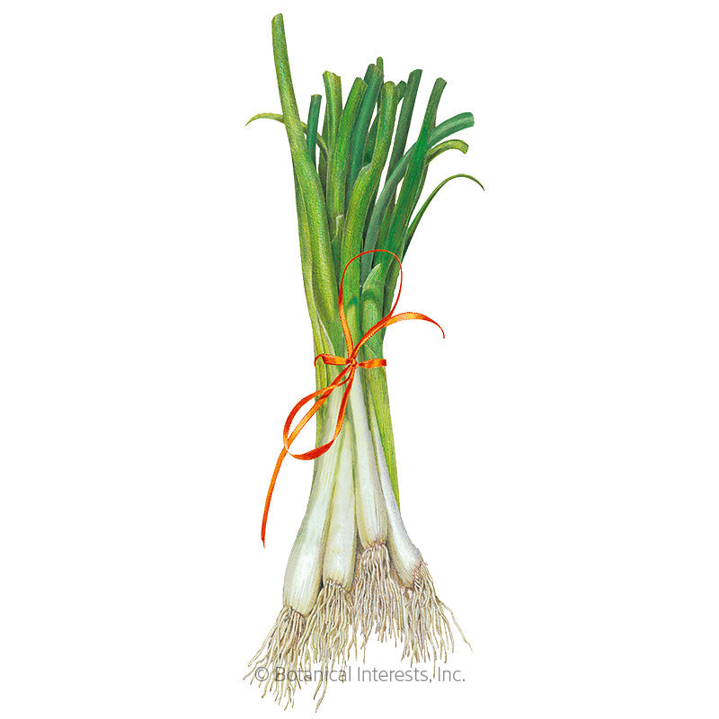 Tokyo Long White Bunching Onion