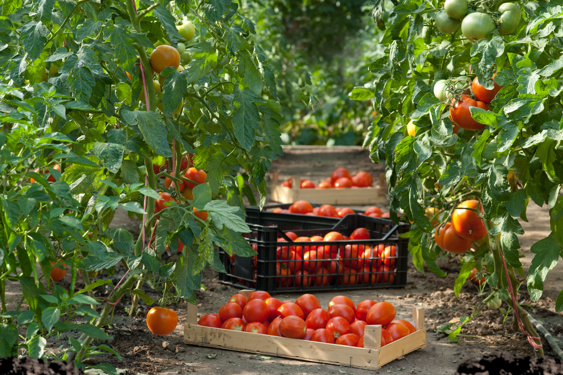Tomato Fertilizer Organic industry insight