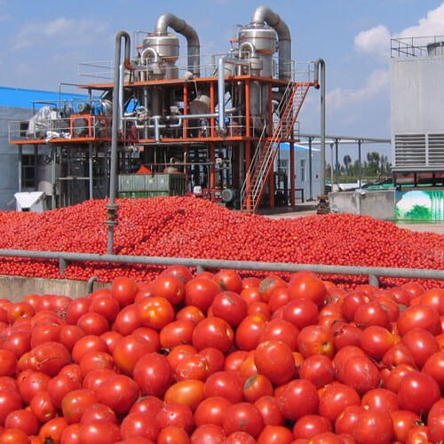 Tomato Pulping Machine industry insight