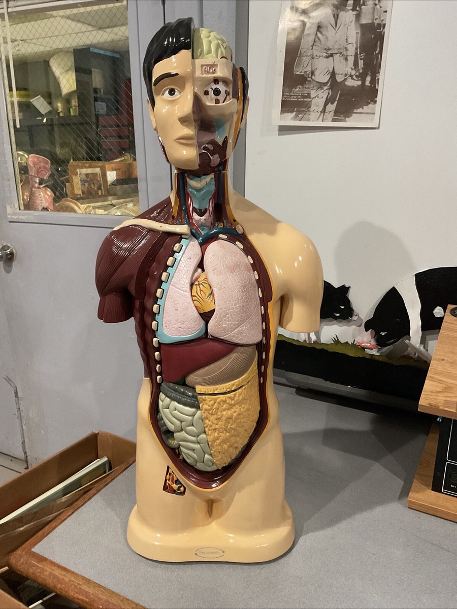 Torso