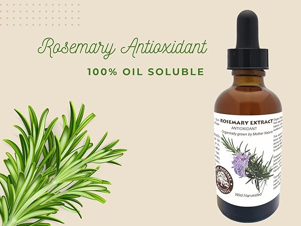 Unlocking the Benefits of Rosemary Extract for Health and Wellness