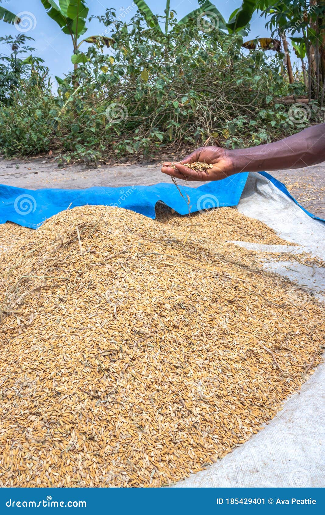 View of HARNESSING THE POTENTIALS OF AFRICAN RICE ...