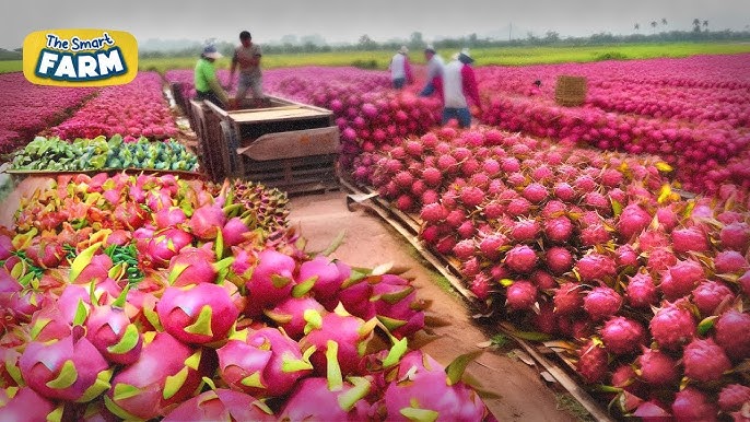Volcanic Dragon Fruit