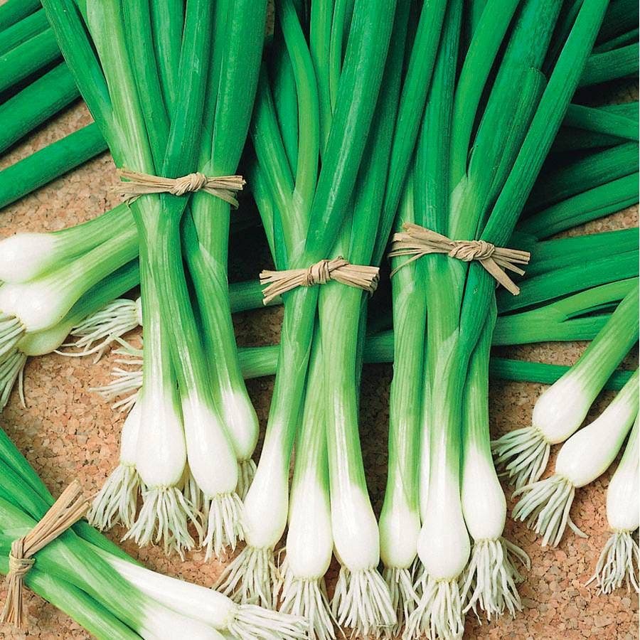 Warrior Bunching Onion