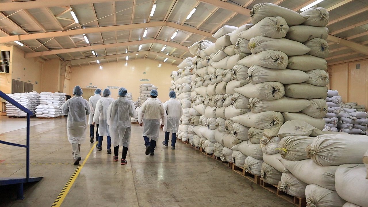 White Cardamom industry insight