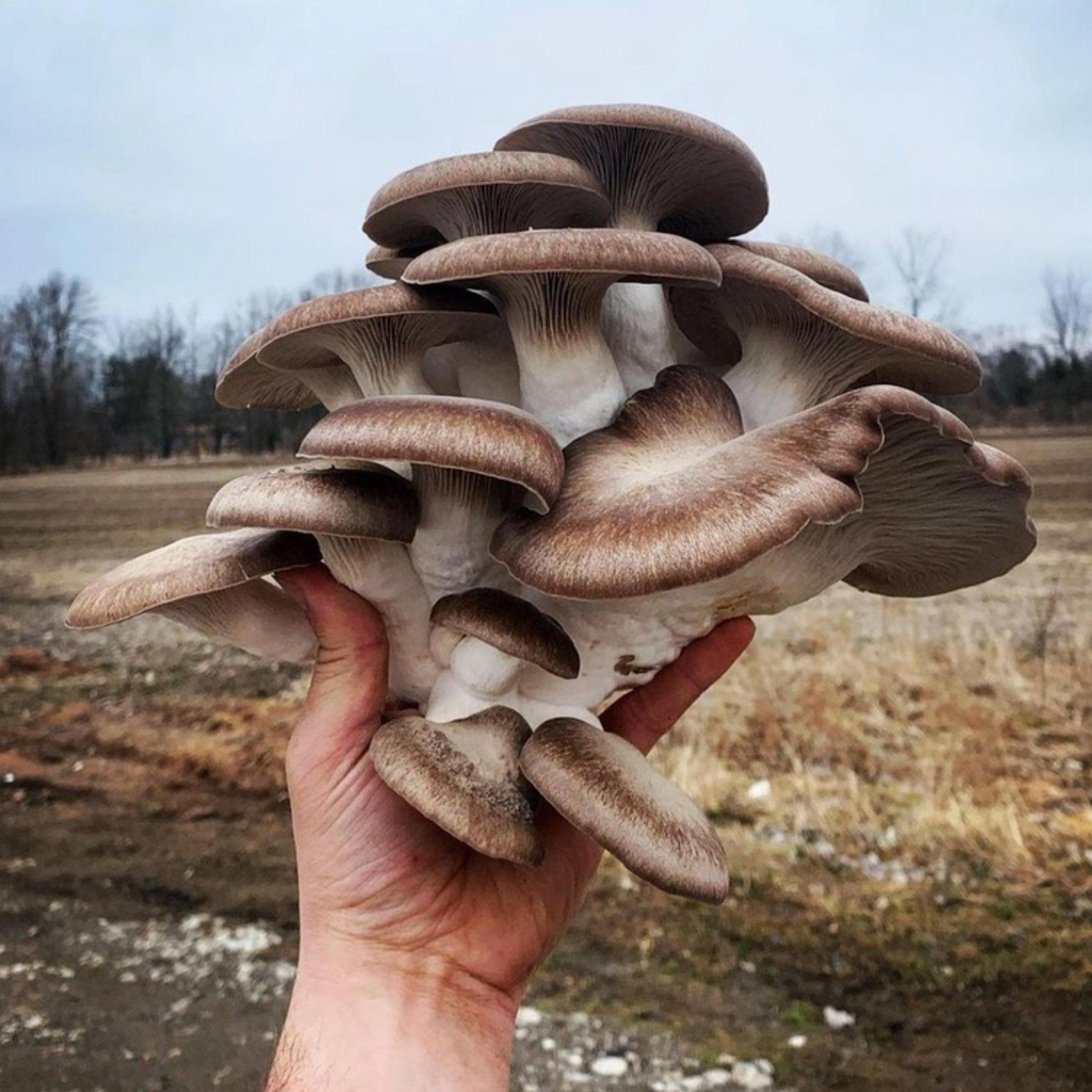 Wholesale Easy To Cultivate King Oyster Mushroom Seed