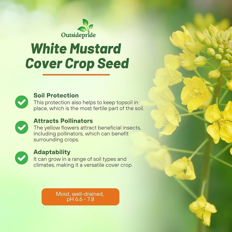 Yellow (White) Mustard Seed